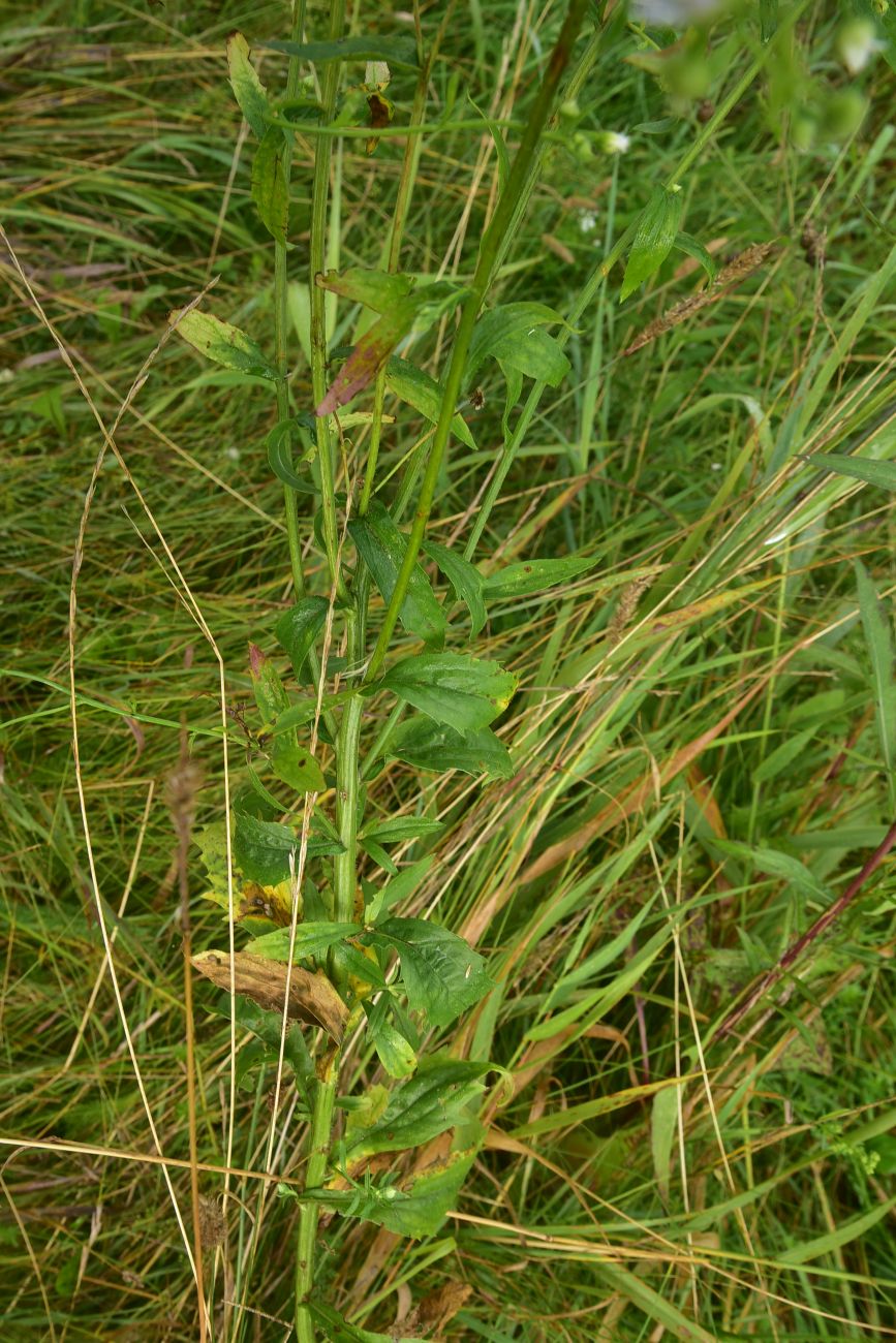 Image of Erigeron annuus specimen.