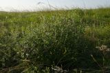 Phlomis pungens