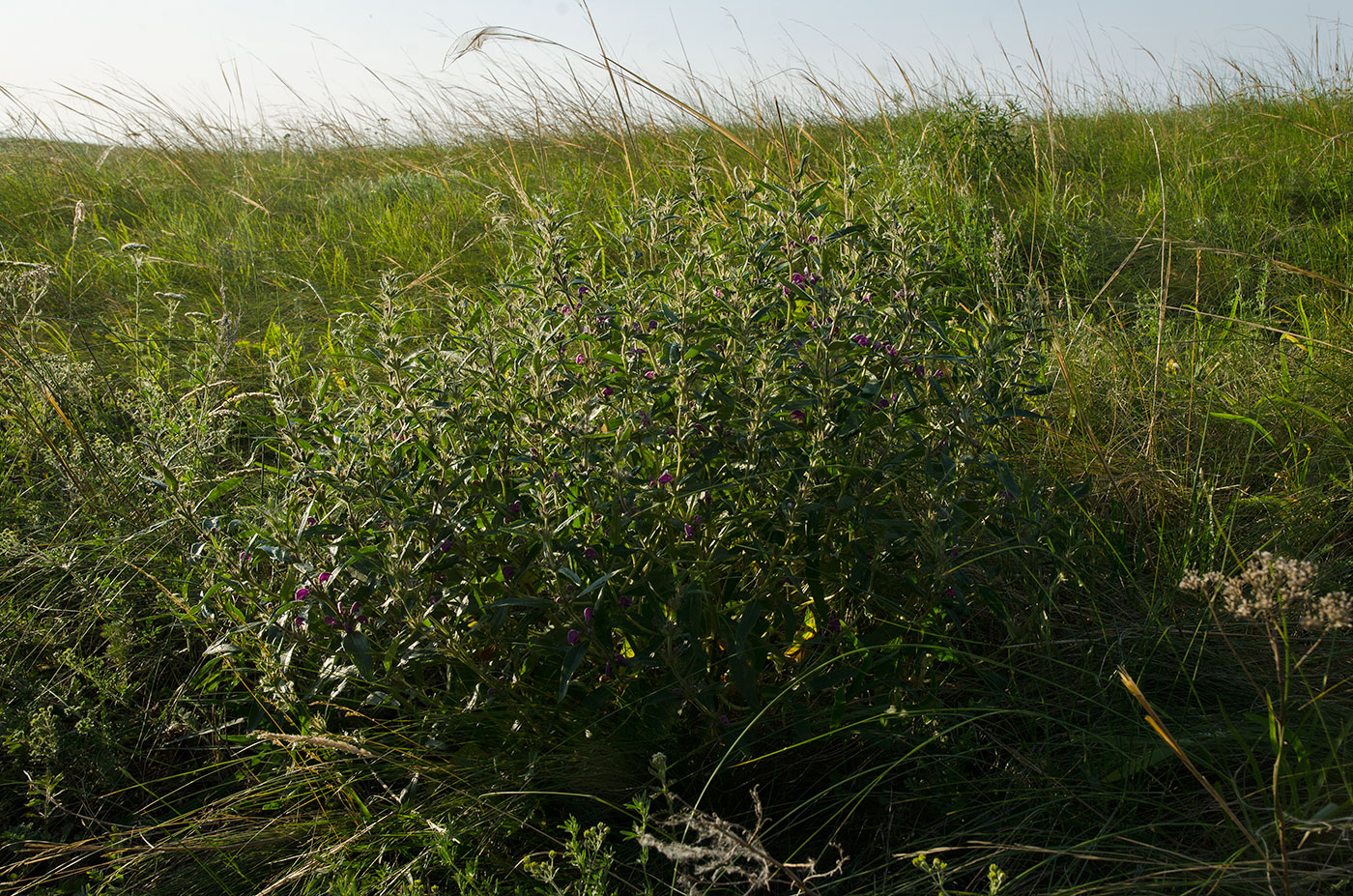Изображение особи Phlomis pungens.