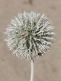 Echinops maracandicus. Соцветие с пчелой Colletes sp. Таджикистан, Горно-Бадахшанская автономная обл., Рошткалинский р-н, окр. кишлака Дашт, дол. р. Шахдара, ≈ 2650 м н.у.м., частично закреплённые пески. 11 июля 2026 г.