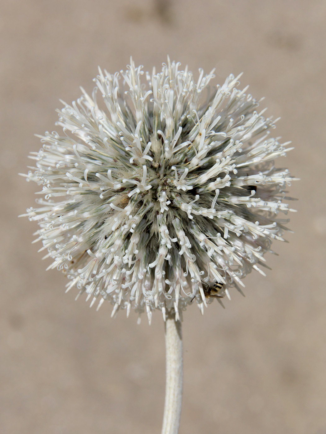 Image of Echinops maracandicus specimen.