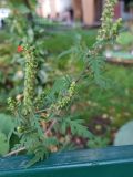 Ambrosia artemisiifolia. Часть побега. г. Иркутск, ул. Радищева, на газоне у дома. 22.09.2026.