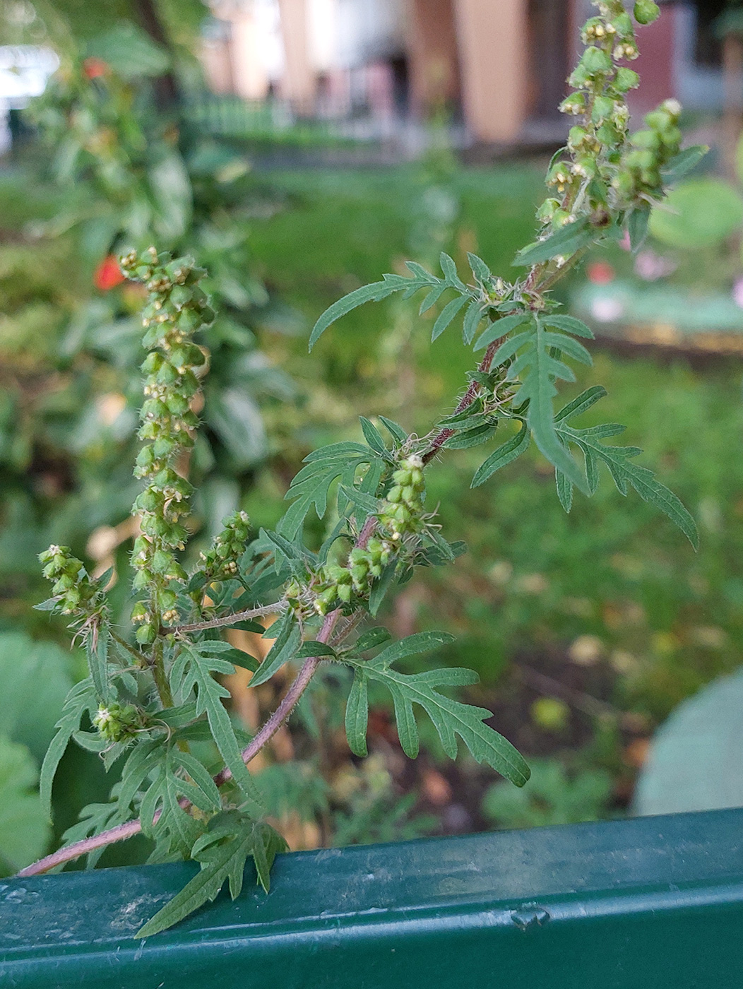 Image of Ambrosia artemisiifolia specimen.