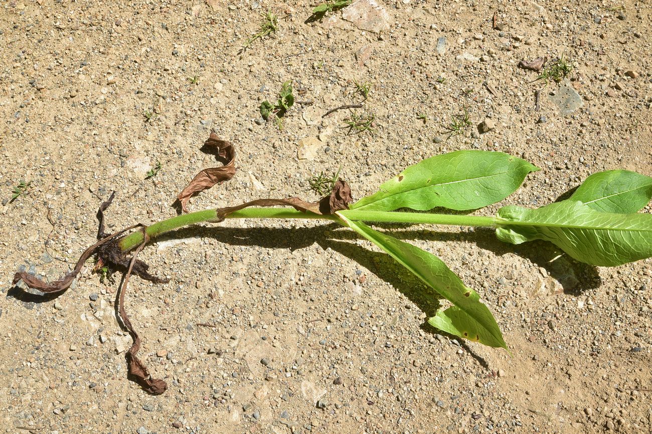 Image of familia Dipsacaceae specimen.