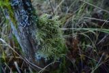 unknown species. Вегетирующее растение. Калужская обл., Боровский р-н, лес, Чёлоховское болото, на пеньке. 25 октября 21026 г.