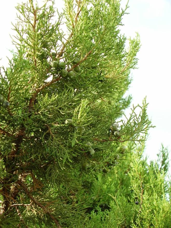 Изображение особи Juniperus polycarpos.