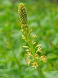 Eremurus spectabilis