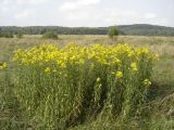 Solidago gigantea