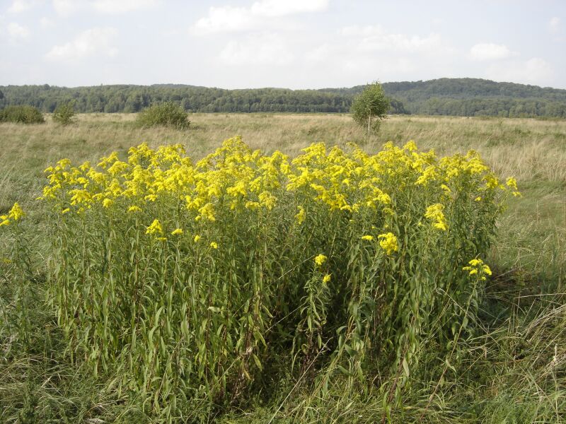 Image of Solidago gigantea specimen.