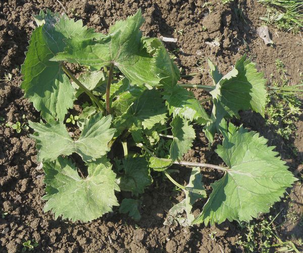 Изображение особи род Ligularia.