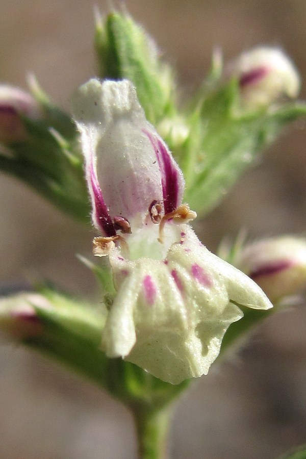 Image of Stachys iberica specimen.