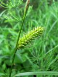 Carex vesicaria