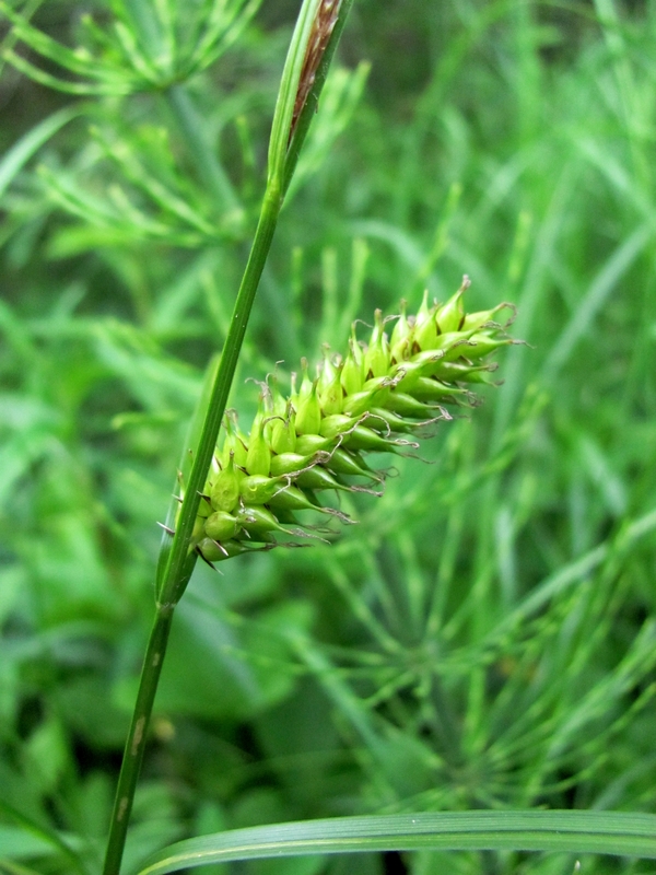 Image of Carex vesicaria specimen.