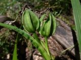 Iris graminea