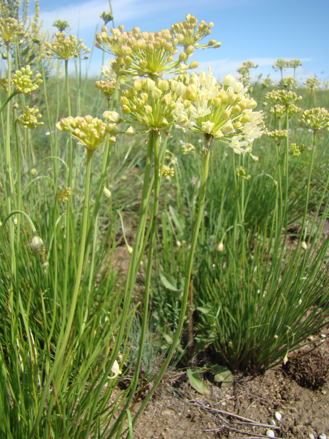 Image of Allium flavescens specimen.