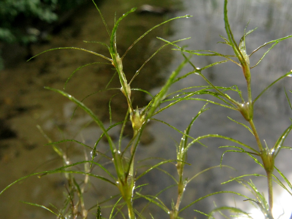 Image of Caulinia tenuissima specimen.