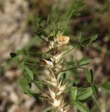 Ononis pusilla