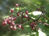 Sambucus racemosa