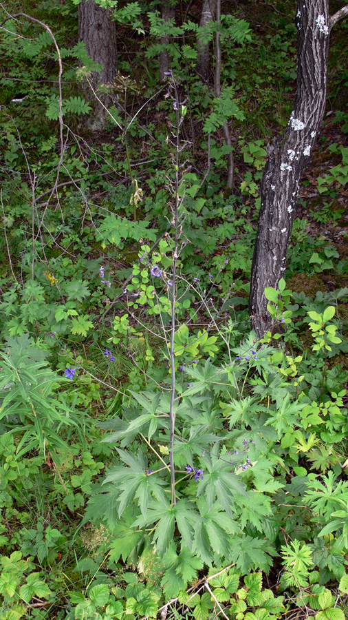 Изображение особи Delphinium elatum.