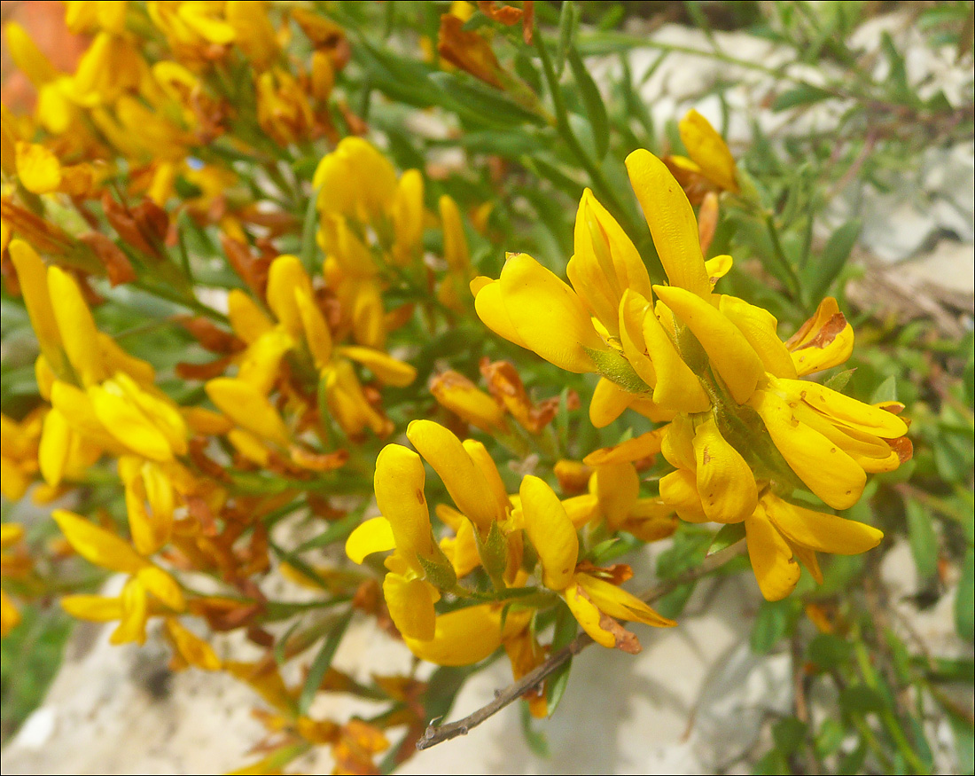 Image of Genista humifusa specimen.