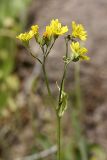 Crepis pulchra подвид turkestanica. Соцветия. Таджикистан, Гиссарский хр., ущелье Сингисафат. 29.04.2011.