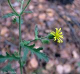 Senecio viscosus