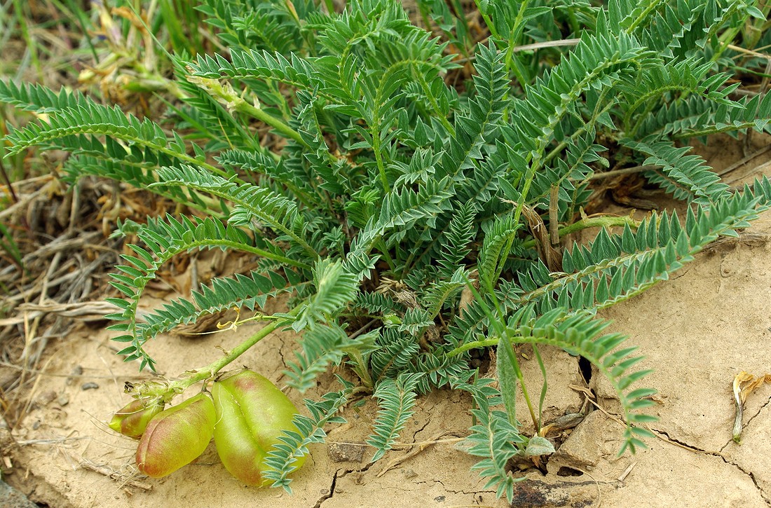 Изображение особи Astragalus masenderanus.