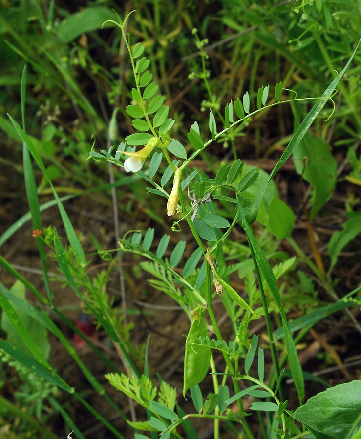 Image of Vicia hyrcanica specimen.