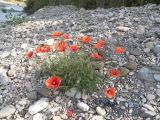 Papaver rhoeas