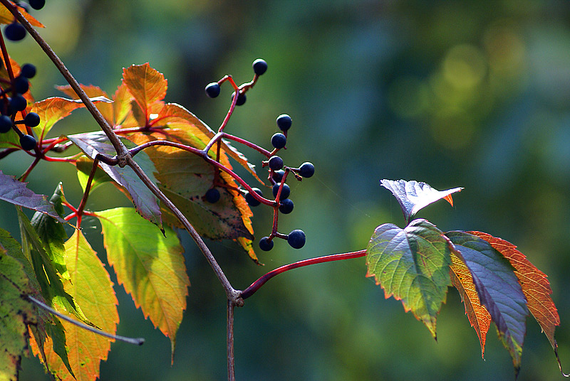 Изображение особи Parthenocissus quinquefolia.