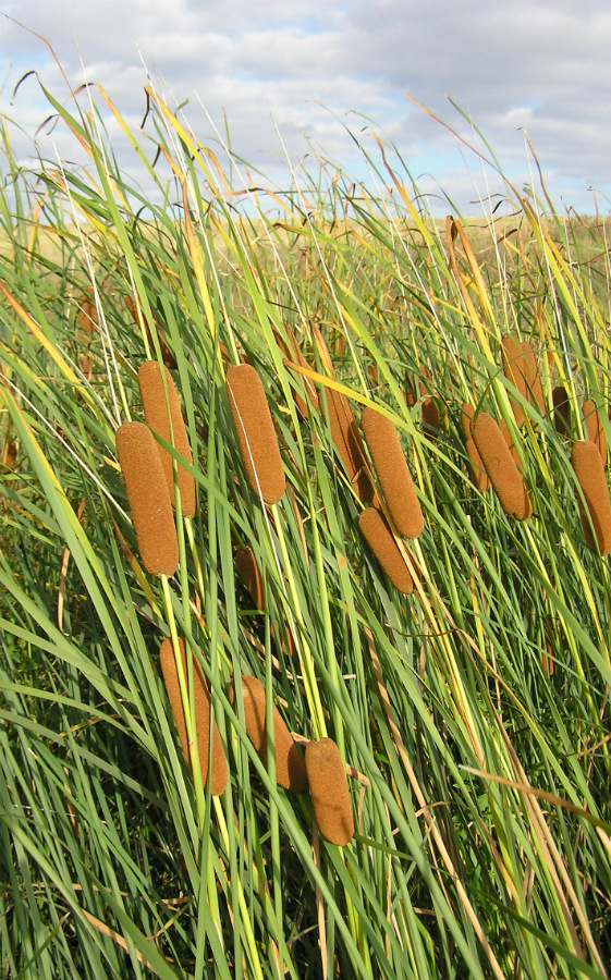 Изображение особи Typha tichomirovii.