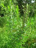 Salix pentandra. Небольшой отрастающий куст. Ярославская обл., Переславский р-н, дер. Кисьма, берег старицы р. Кисьма. 08.07.2011.