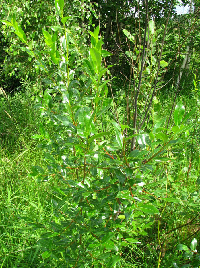 Изображение особи Salix pentandra.