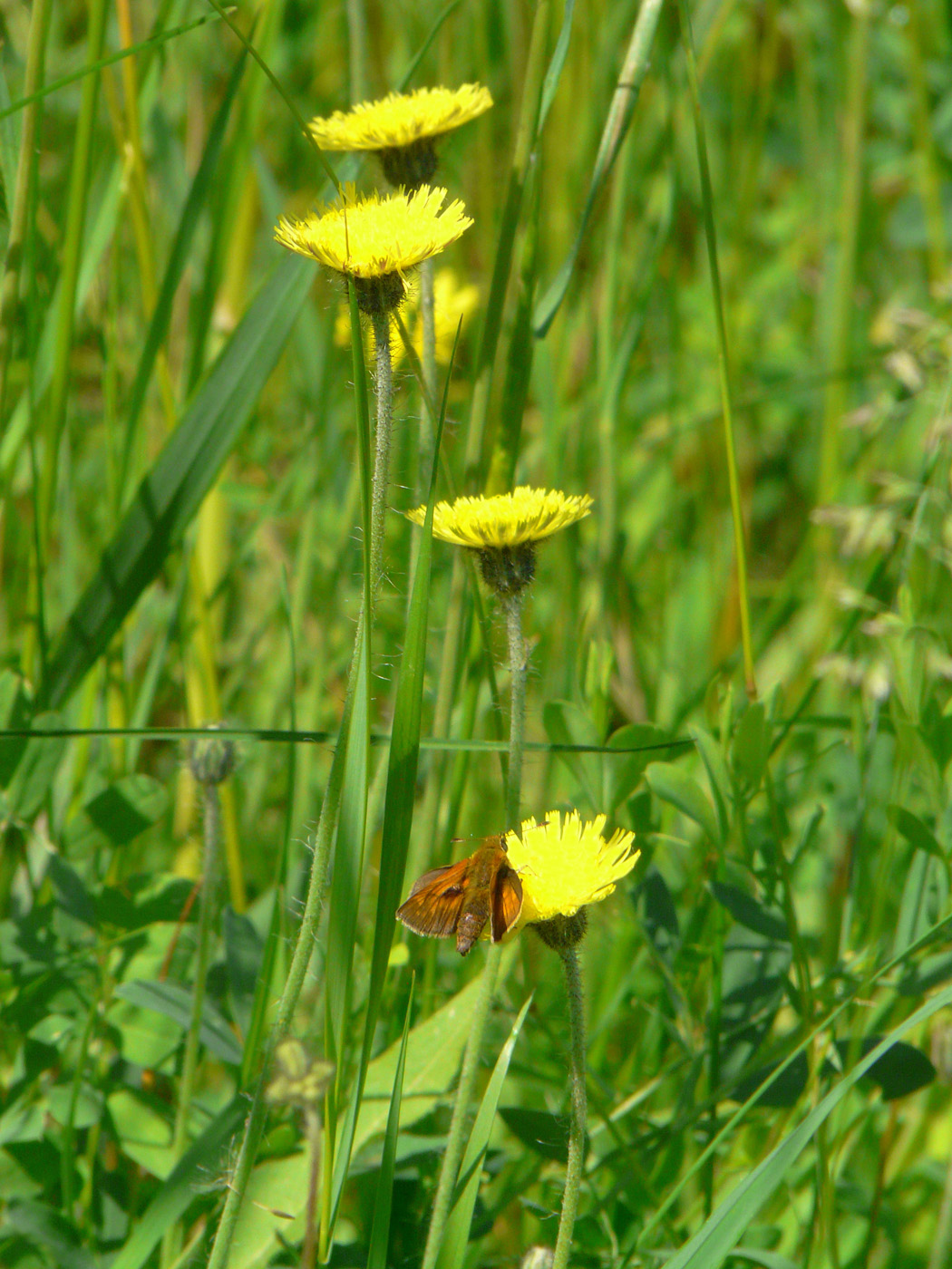 Image of Pilosella officinarum specimen.