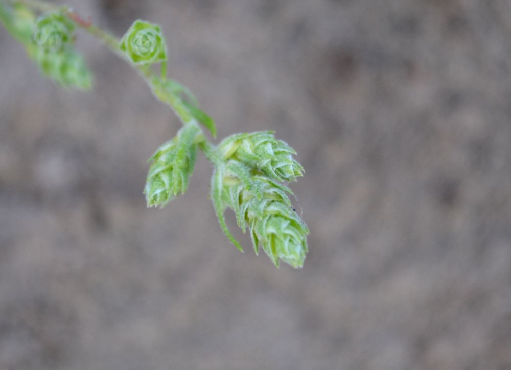 Image of Corispermum hyssopifolium specimen.