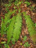 Polystichum aculeatum