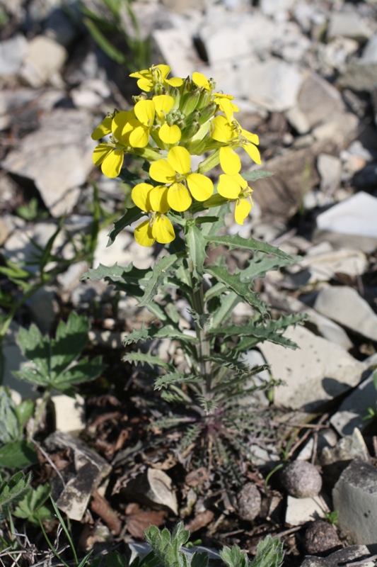 Image of Erysimum callicarpum specimen.