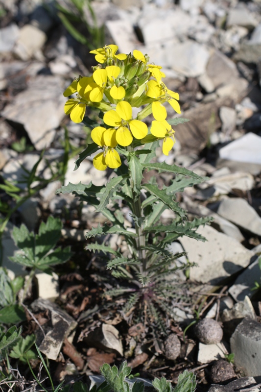 Изображение особи Erysimum callicarpum.