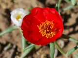 Portulaca grandiflora. Цветок. Узбекистан, г. Ташкент, пос. Улугбек, в культуре. 20.05.2011.