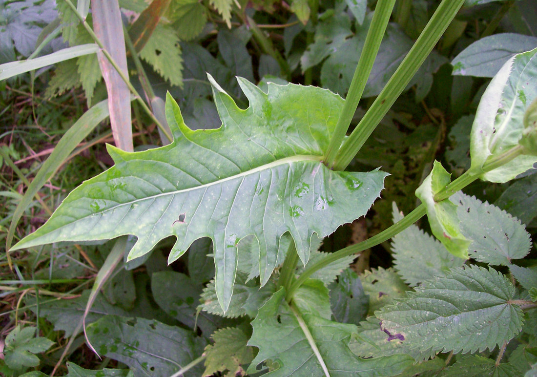 Image of Cirsium oleraceum specimen.