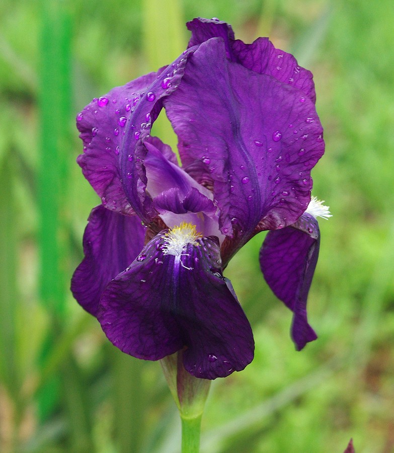 Изображение особи род Iris.