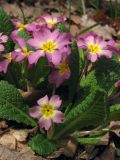 Primula vulgaris. Цветущее растение. Южный Берег Крыма, хр. Биллер. 13 апреля 2012 г.