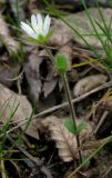 Cerastium brachypetalum ssp. tauricum