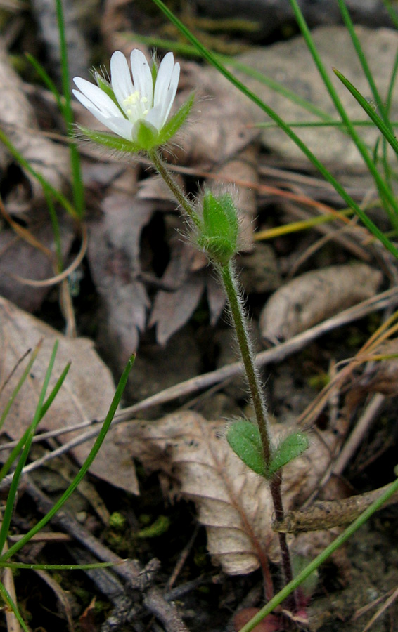 Image of Cerastium brachypetalum ssp. tauricum specimen.