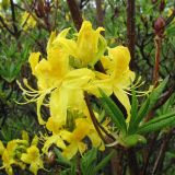 Rhododendron luteum