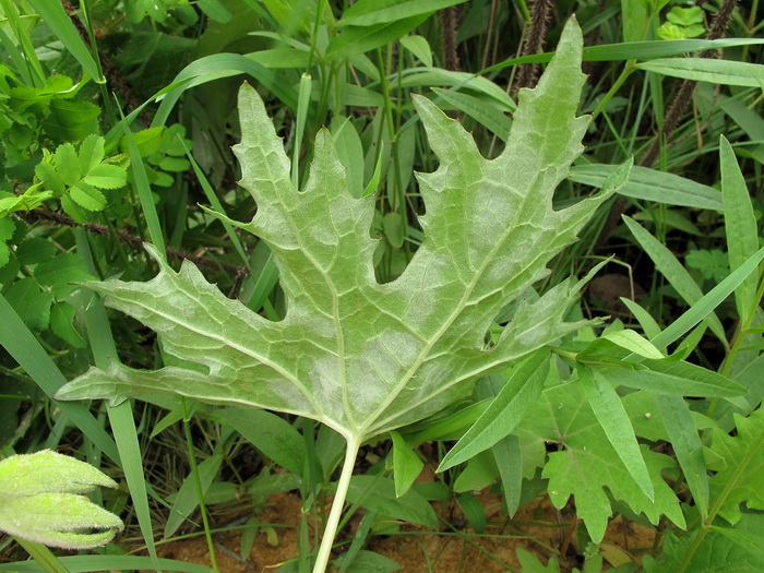 Изображение особи Petasites tatewakianus.