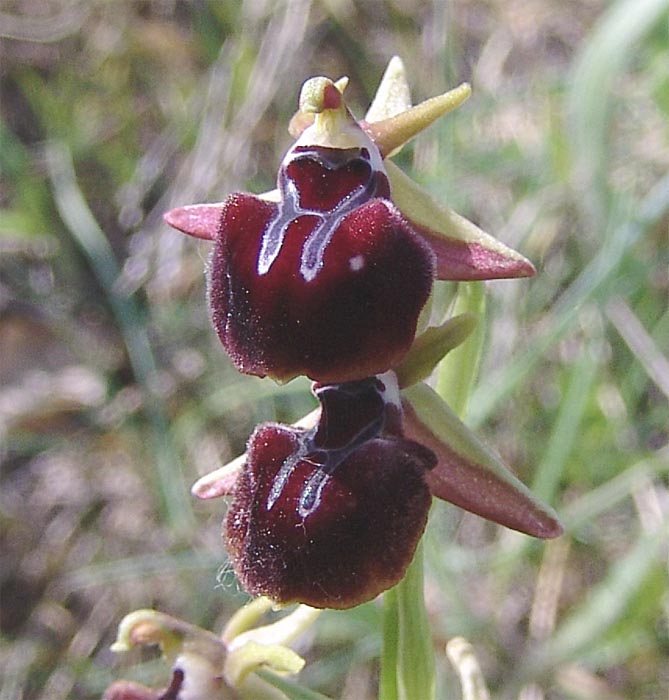 Изображение особи Ophrys mammosa.