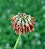 Trifolium hybridum. Соплодие. Украина, г. Киев, Южная Борщаговка, просп. Академика Королёва, спонтанный газон. 13 июня 2012 г.