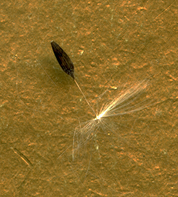 Image of Lactuca serriola specimen.