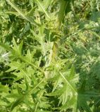 Cirsium vulgare. Часть побега. Новосибирская обл., Карасукский р-н, с. Благодатное, кювет межрайонного шоссе. 15.07.2012.